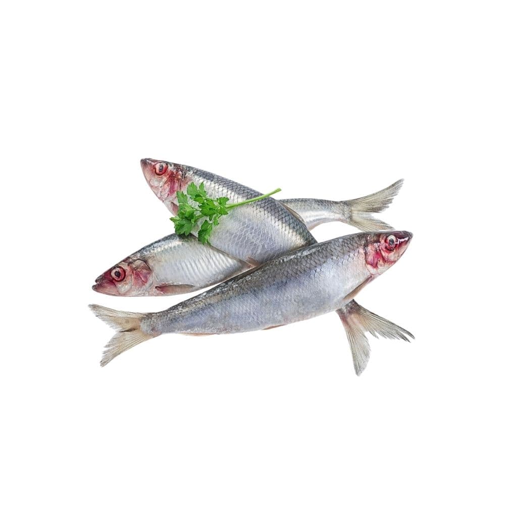 Śledzie małosolne "IRBE" (420g) luz