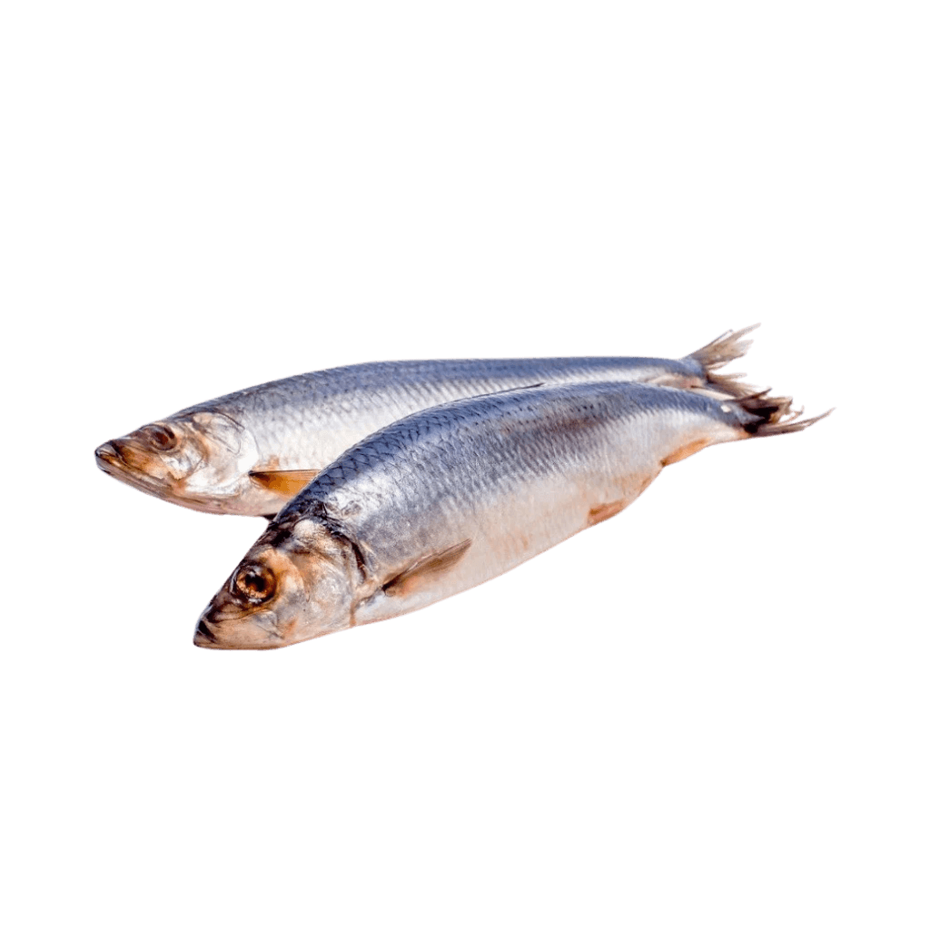 Śledzie małosolne (ok.400g) "Oniors" luz