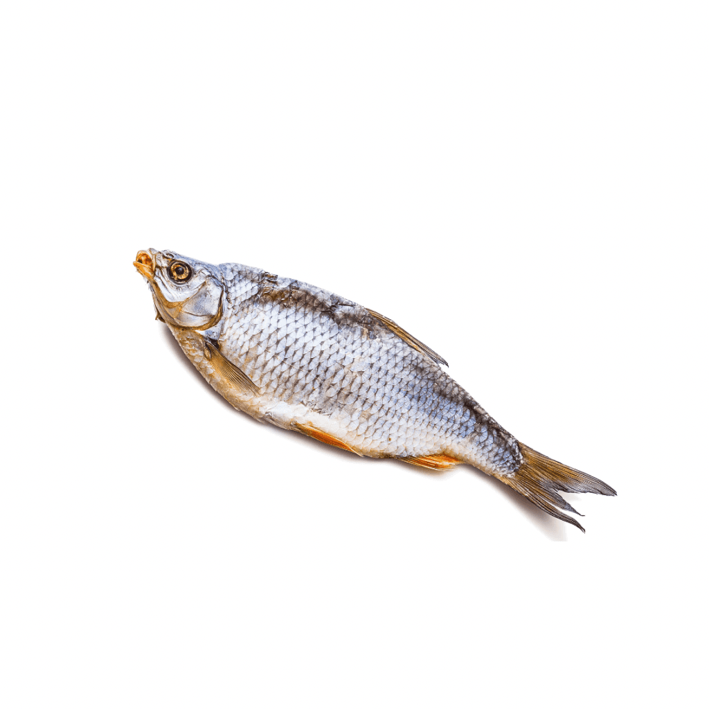 Wobla suszona cala "Mooijer" 18+cm (60g) luz